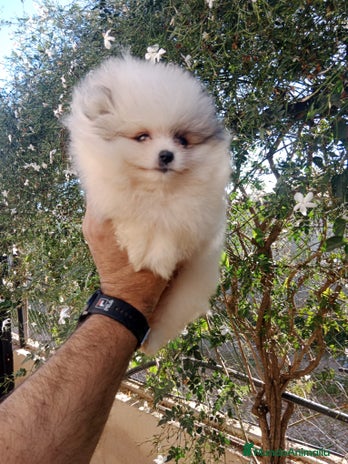 Pomerania perros en Segovia - Anuncio 1
