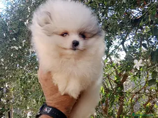 Pomerania perros Mini Pomerania en Segovia - Anuncio 28