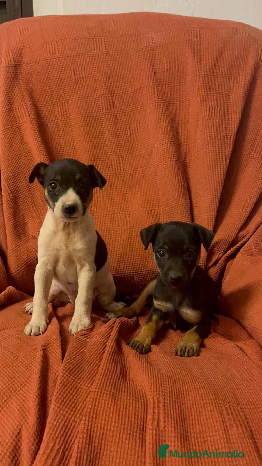 Raza Mixta perros en venta: Excelentes cachorras bodeguero con pinscher  - Anuncio 1