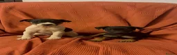 Raza Mixta perros en venta: Excelentes cachorras bodeguero con pinscher  - Anuncio 1