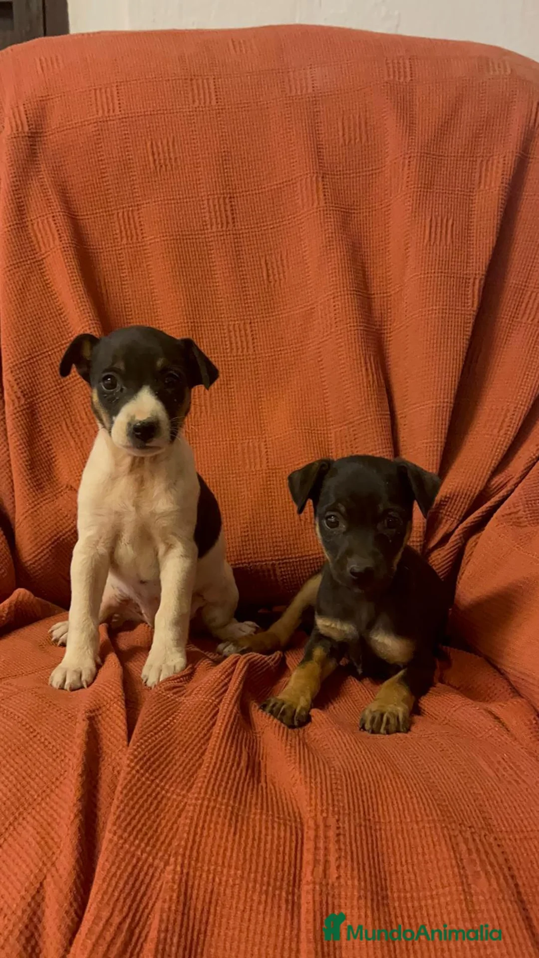 Raza Mixta perros en venta: Excelentes cachorras bodeguero con pinscher  - Anuncio 1