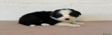 Border Collie negra