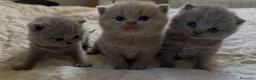 Británico de Pelo Corto gatos en venta: Cachorros British Shorthair  - Anuncio 3