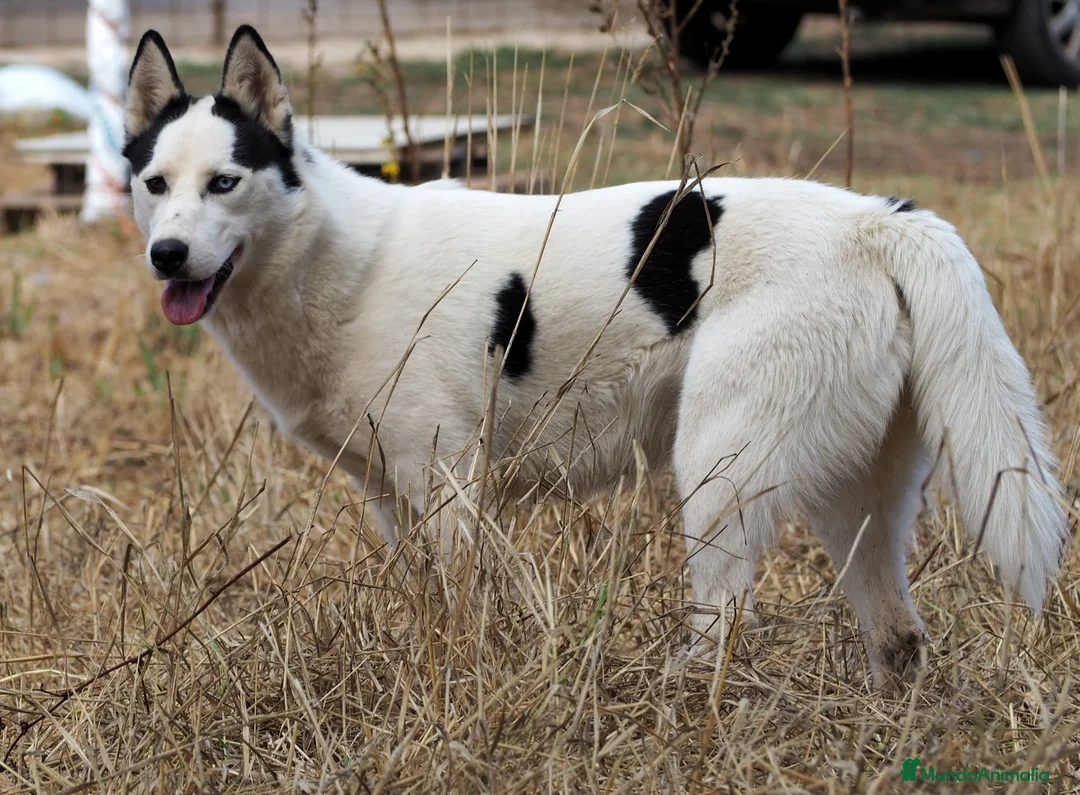 Husky Siberiano perros en venta: Husky Siberiano - Anuncio 3