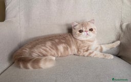 Exótico de Pelo Corto gatos en venta: Gatito Exótico  - Imagen 1