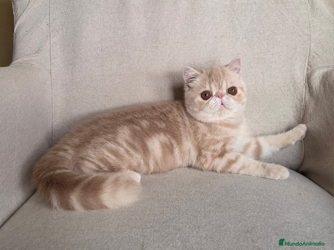 Exótico de Pelo Corto gatos en venta: Gatito Exótico  - Imagen 1