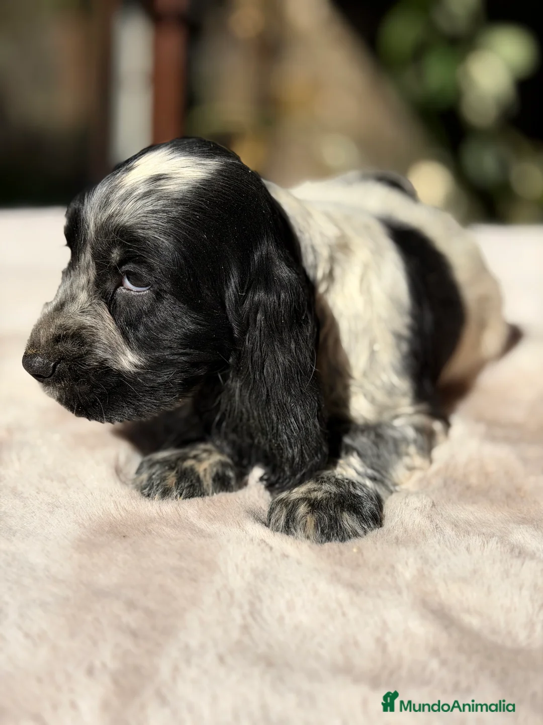 Cocker Spaniel Inglés perros en venta: Cocker ruano macho  - Anuncio 1