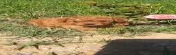 Raza Mixta perros en venta: Caniches - Anuncio 3
