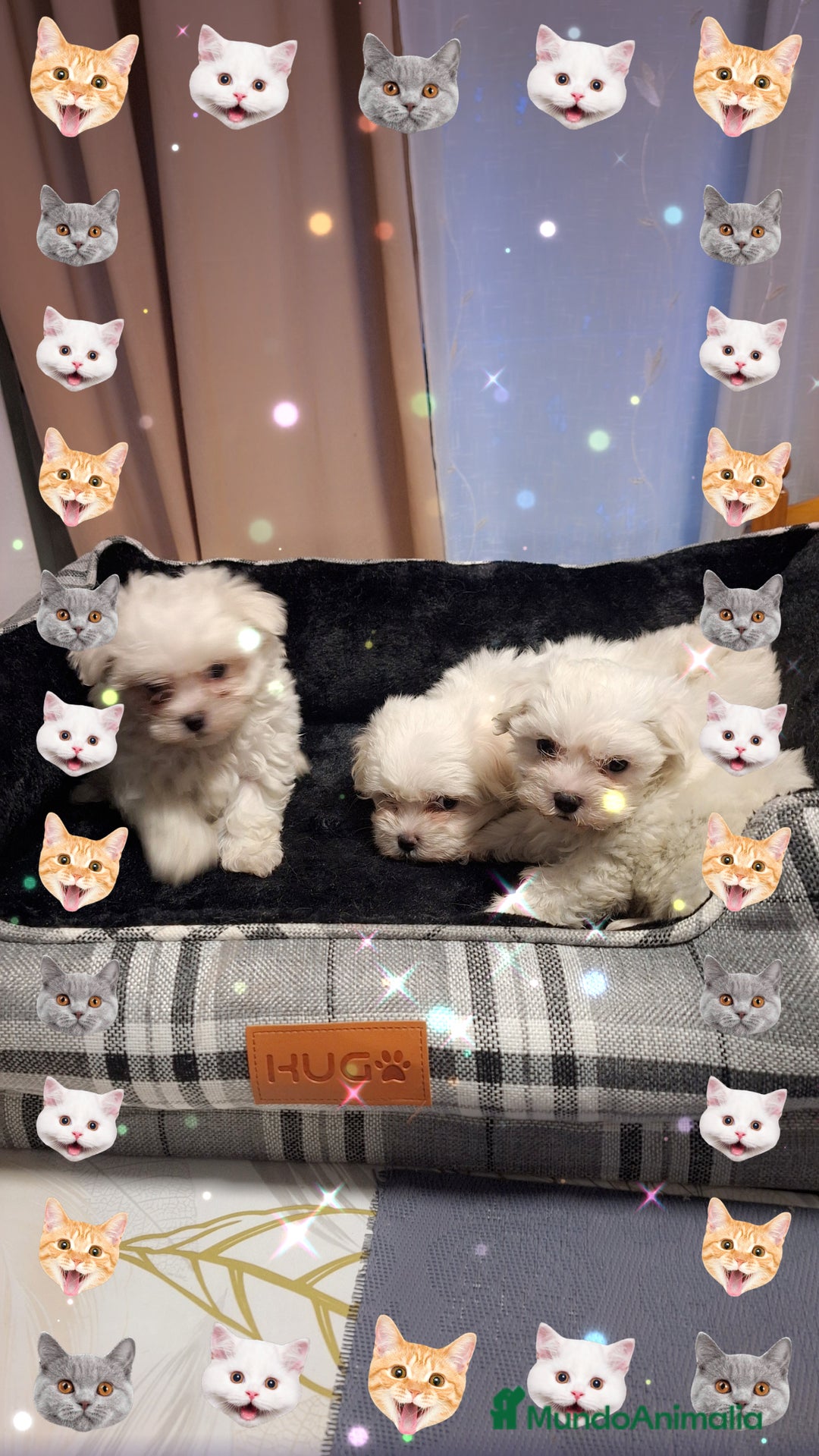 Bichón Maltés perros en venta: Bichón maltés  - Anuncio 2