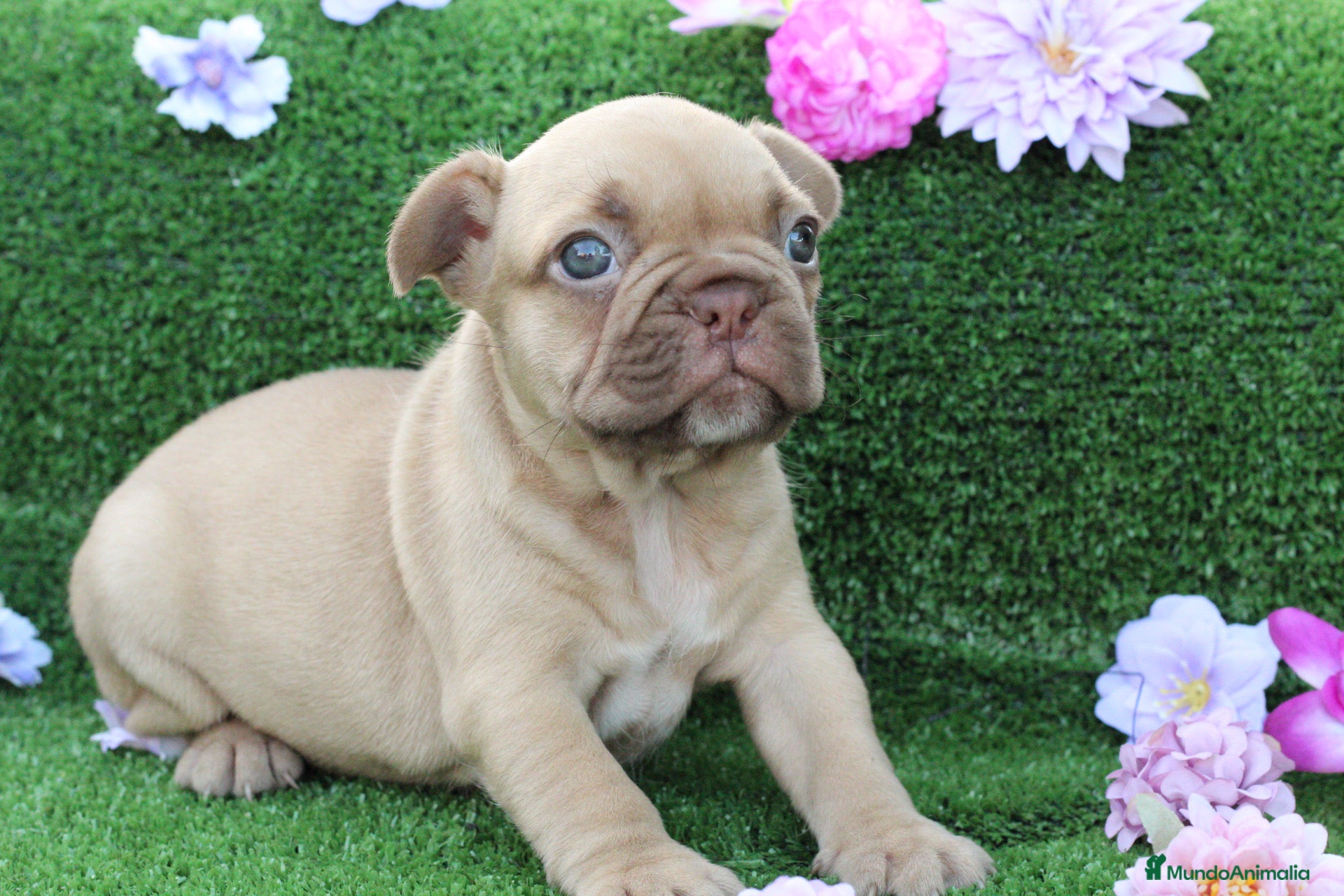 Bulldog Francés perros Bulldog francés exóticos - Anuncio 2