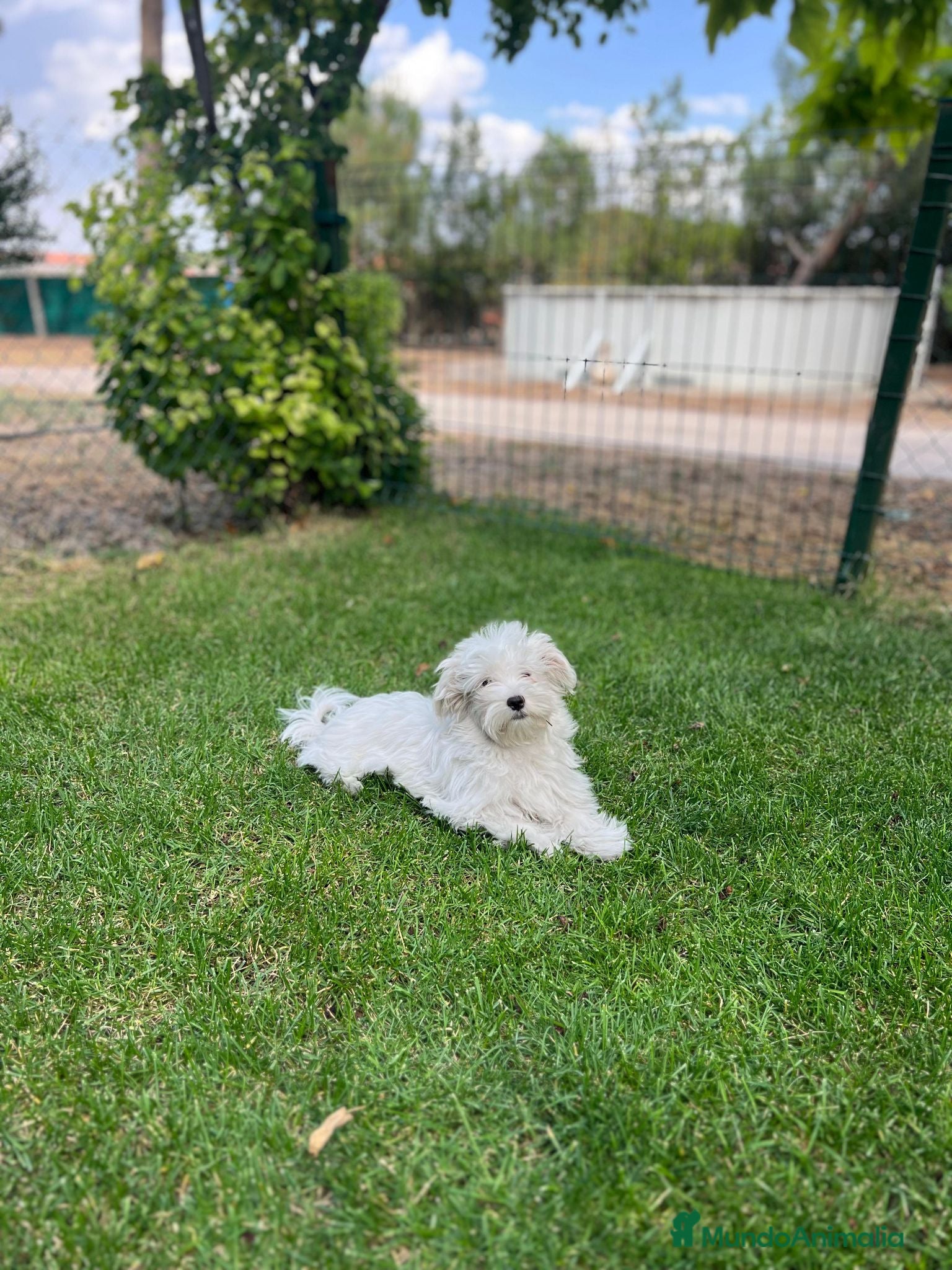 Bichón Maltés perros Bichón maltes - Anuncio 1