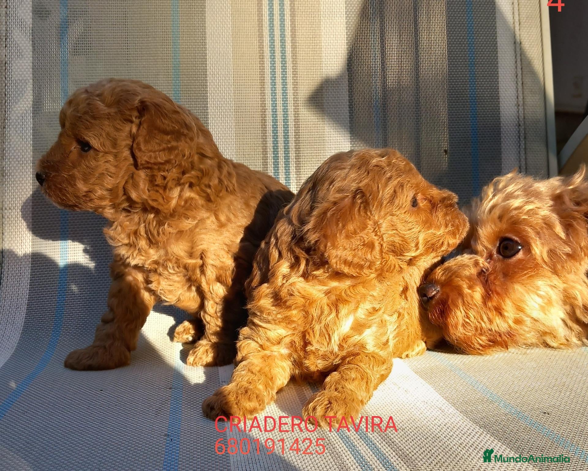 Caniche Toy perros Caniche toy rojo puppy poodle. - Anuncio 1