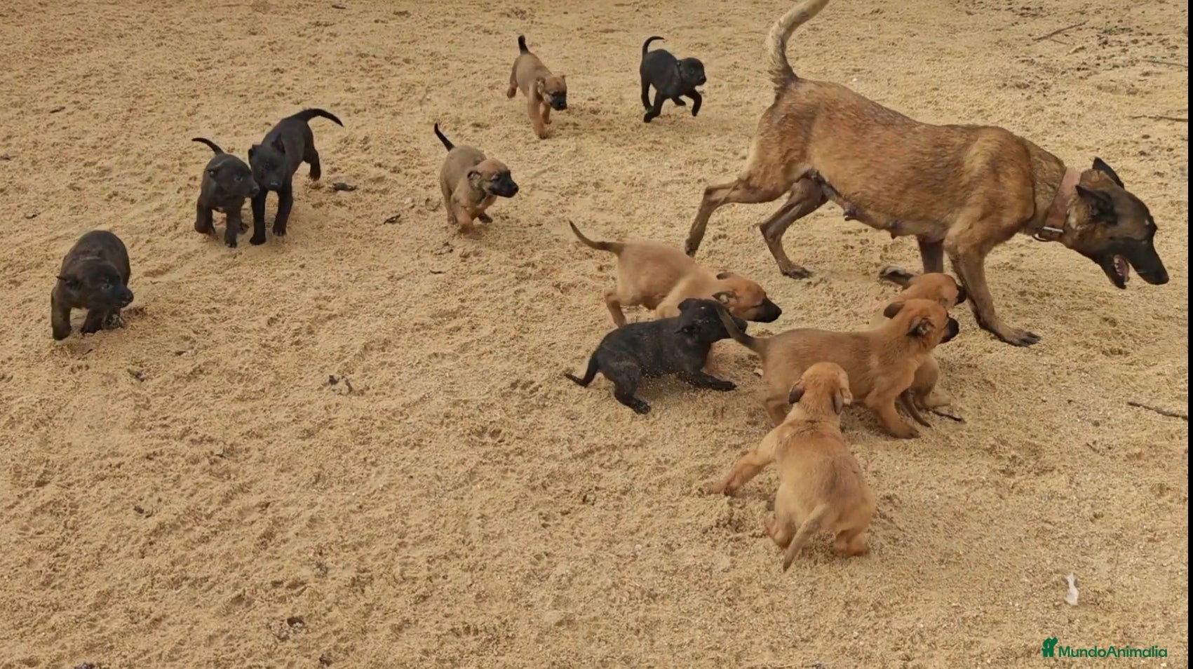 Pastor Belga Malinois perros Pastores belga  - Anuncio 1