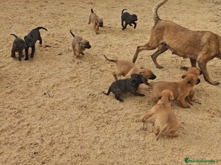 Pastor Belga Malinois perros Pastores belga - Anuncio 1