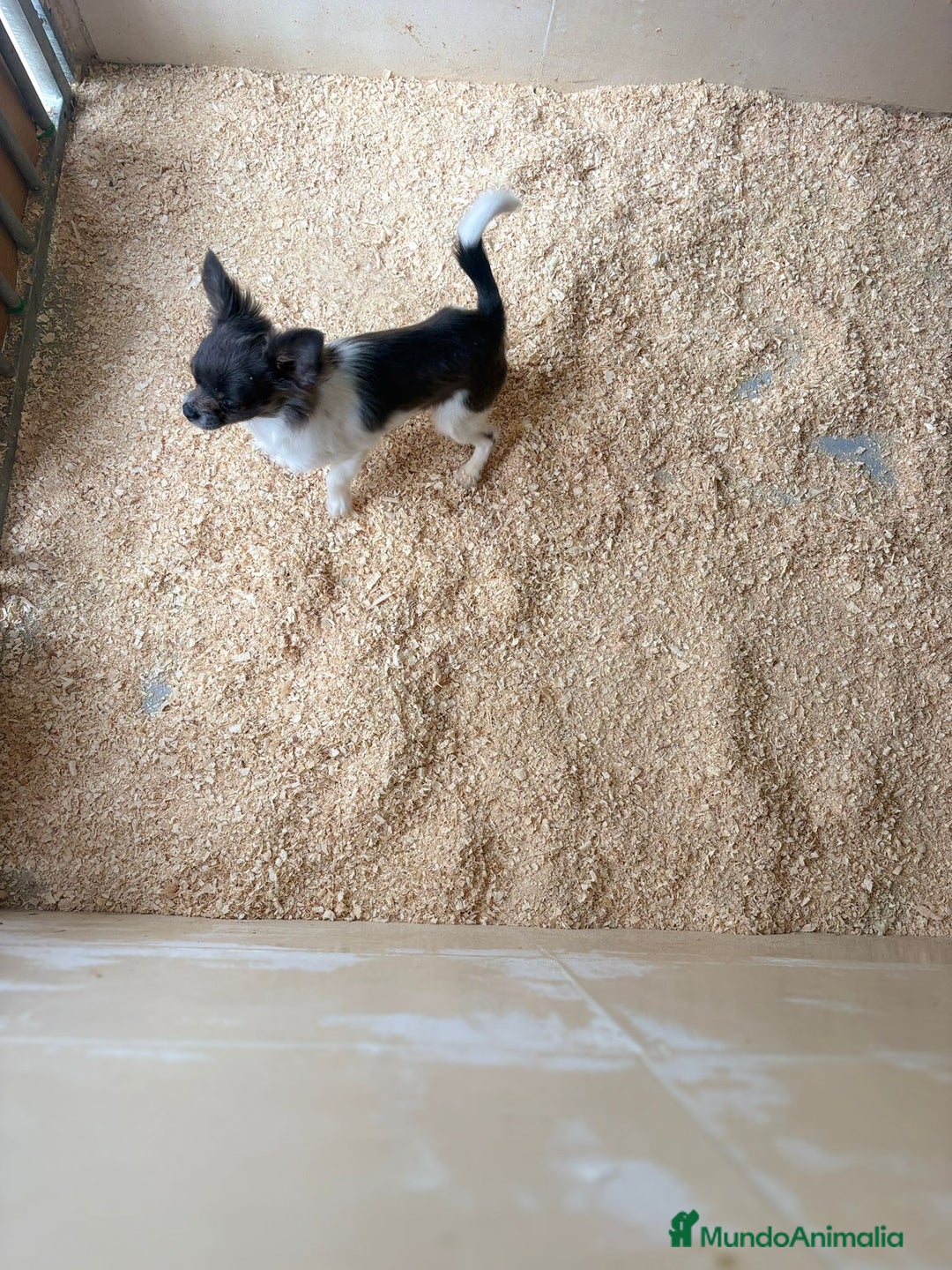 Chihuahua perros en venta: Chihuahua mini toy - Anuncio 4