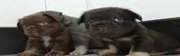 Bulldog Francés perros en venta: Bulldog Frenchis fluffys  - Anuncio 3