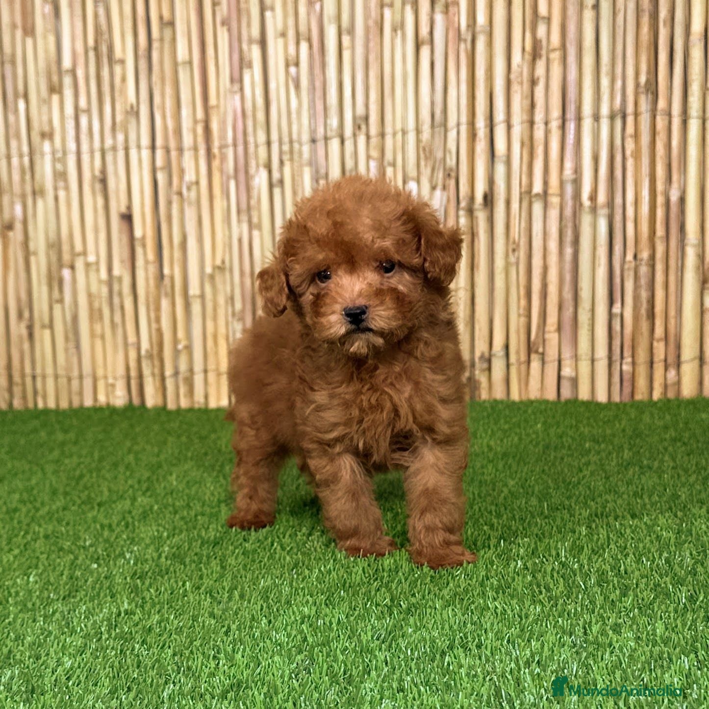 Caniche Toy perros CANICHE TOY - Anuncio 2