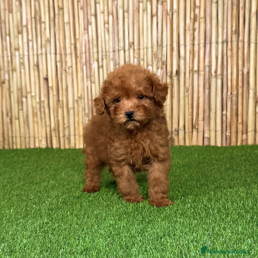 Caniche Toy perros en venta: CANICHE TOY - Anuncio 1