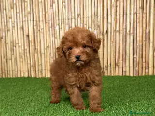 Caniche Toy perros CANICHE TOY - Anuncio 2