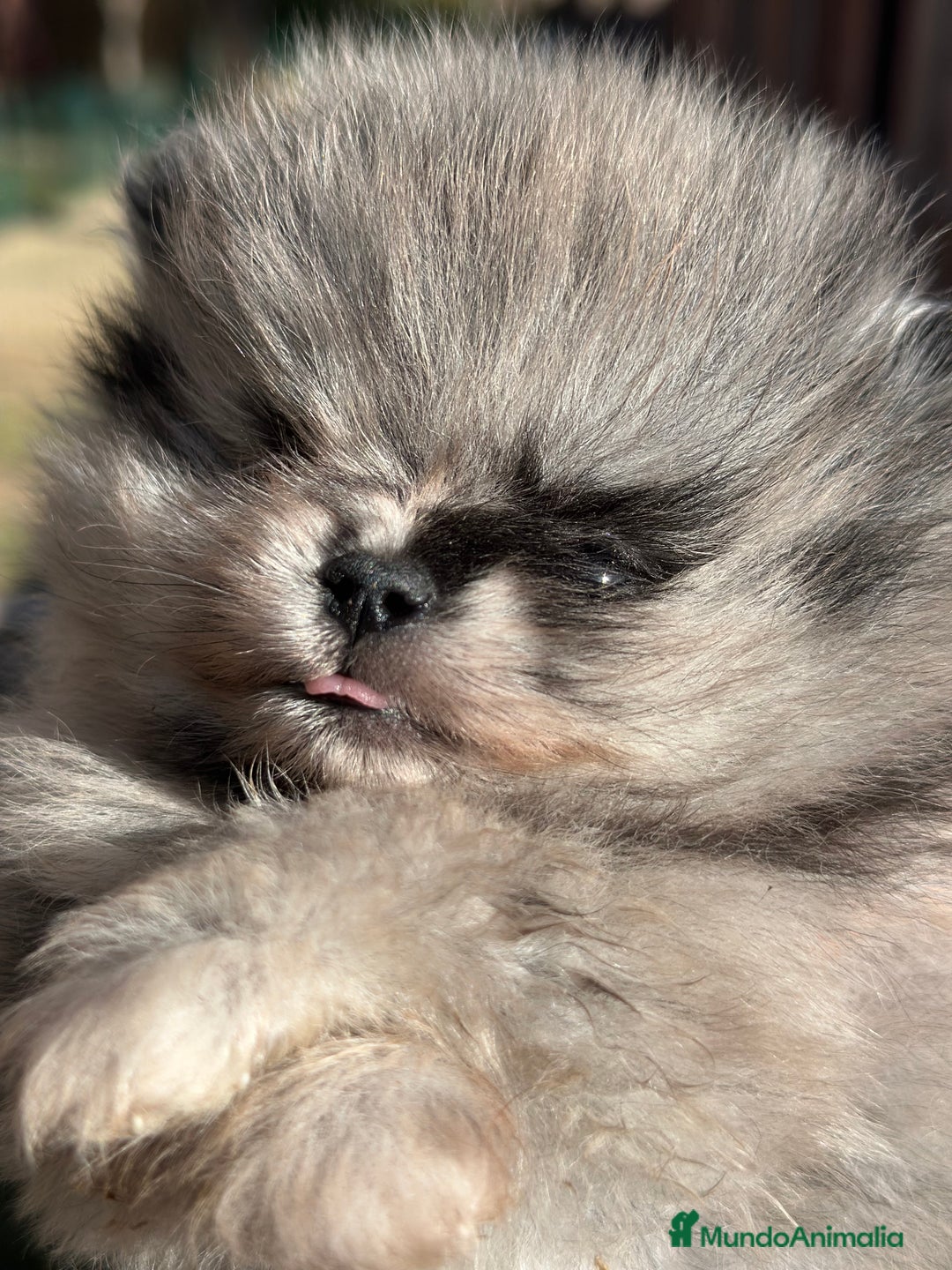 Pomerania perros en venta: IMPRESIONANTE POMERANIAN TOY MERLE - Anuncio 3