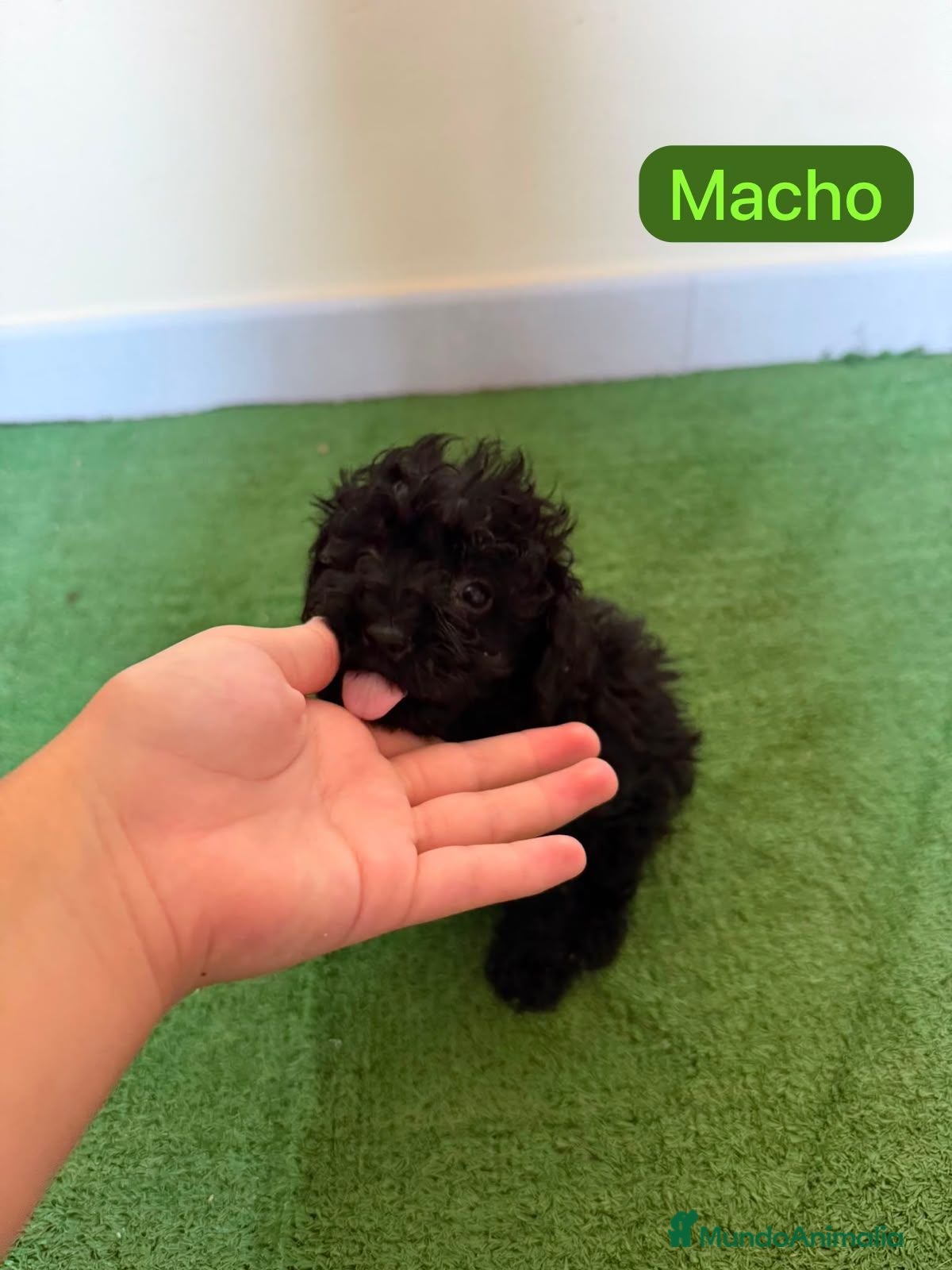 Caniche Toy perros ULTIMO Caniche Toy Negro Azabache - Anuncio 33