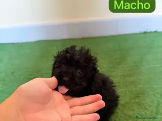 Caniche Toy perros ULTIMO Caniche Toy Negro Azabache - Anuncio 33