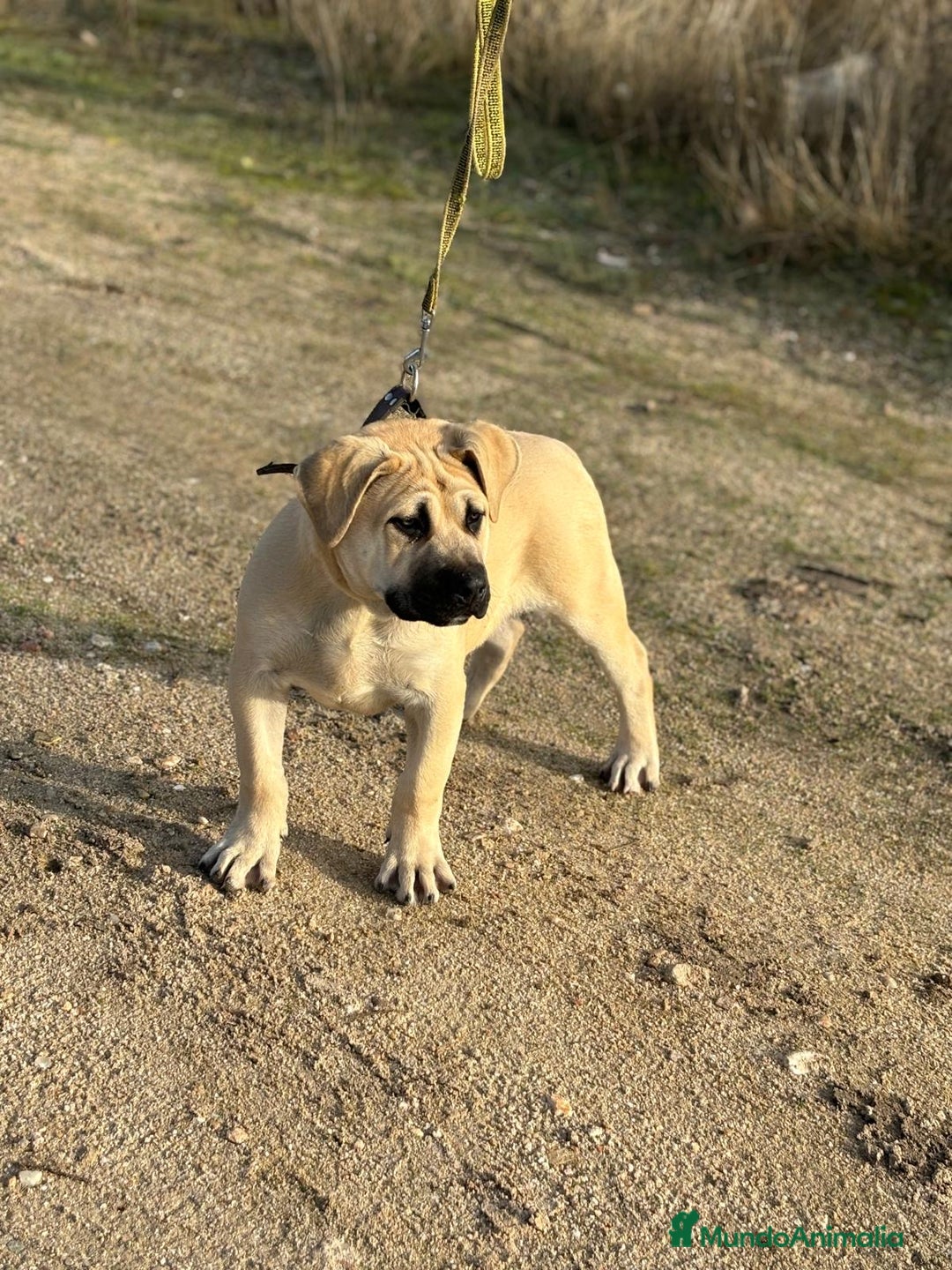 Presa Canario perros en venta: Cachorro macho presa canario - Anuncio 3