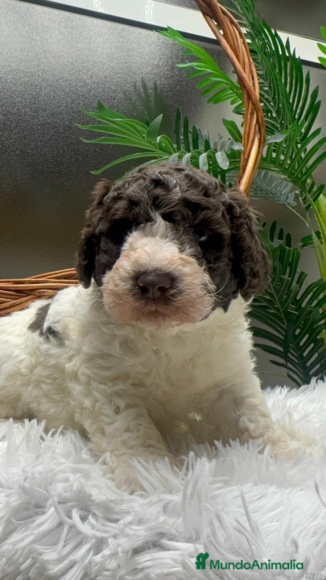 Perro de Agua Español perros en venta: PERRO DE AGUA ESPAÑOL MACHO - Anuncio 10