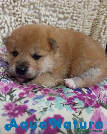 Shiba Inu perros en Barcelona - Anuncio 17