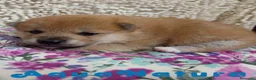 Shiba Inu perros en venta: Shiba Inu de Maya y Silvio 1828 - AQUANATURA en Barcelona - Anuncio 1
