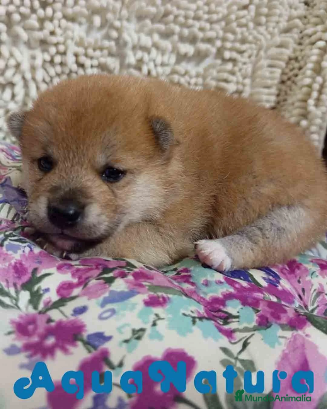 Shiba Inu perros en venta: Shiba Inu de Maya y Silvio 1828 - AQUANATURA en Barcelona - Anuncio 1
