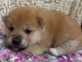 Shiba Inu perros Shiba Inu de Maya y Silvio 1828 - AQUANATURA en Barcelona - Anuncio 17