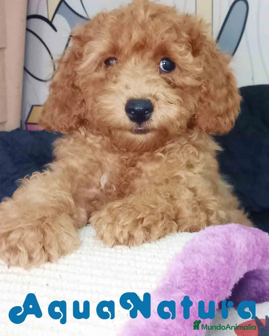 Caniche Toy perros en venta: Caniche Hembra de Camila y Can 6076 AQUANATURA en Barcelona - Anuncio 2