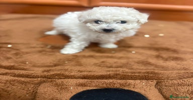 Caniche Toy perros - Anuncio 16