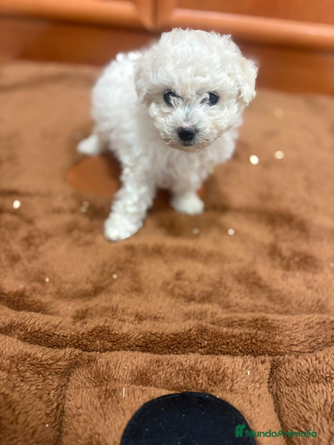 Caniche Toy perros en venta: Caniche toy blanca - Imagen 3