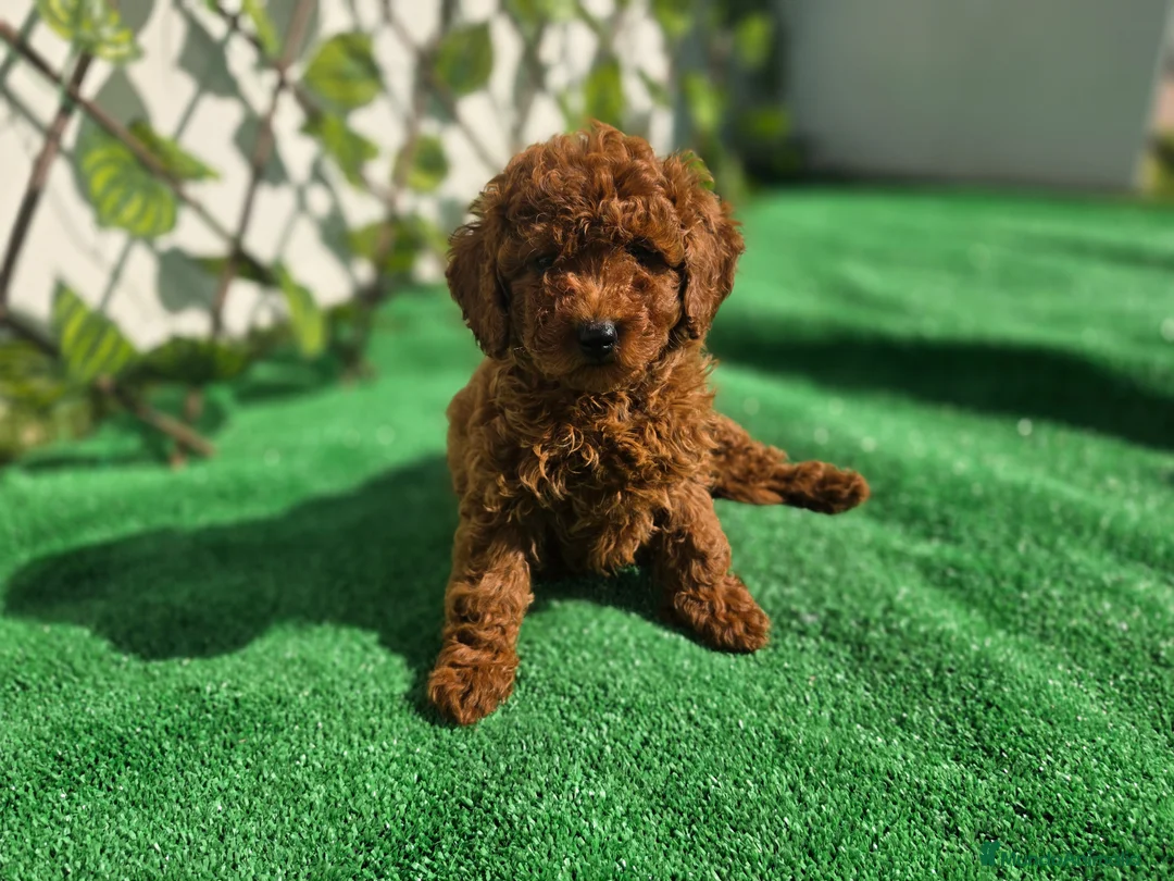 Caniche Toy perros en venta: CANICHE TOY  - Anuncio 1