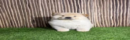Chow Chow perros en venta: CHOW CHOW - Anuncio 4