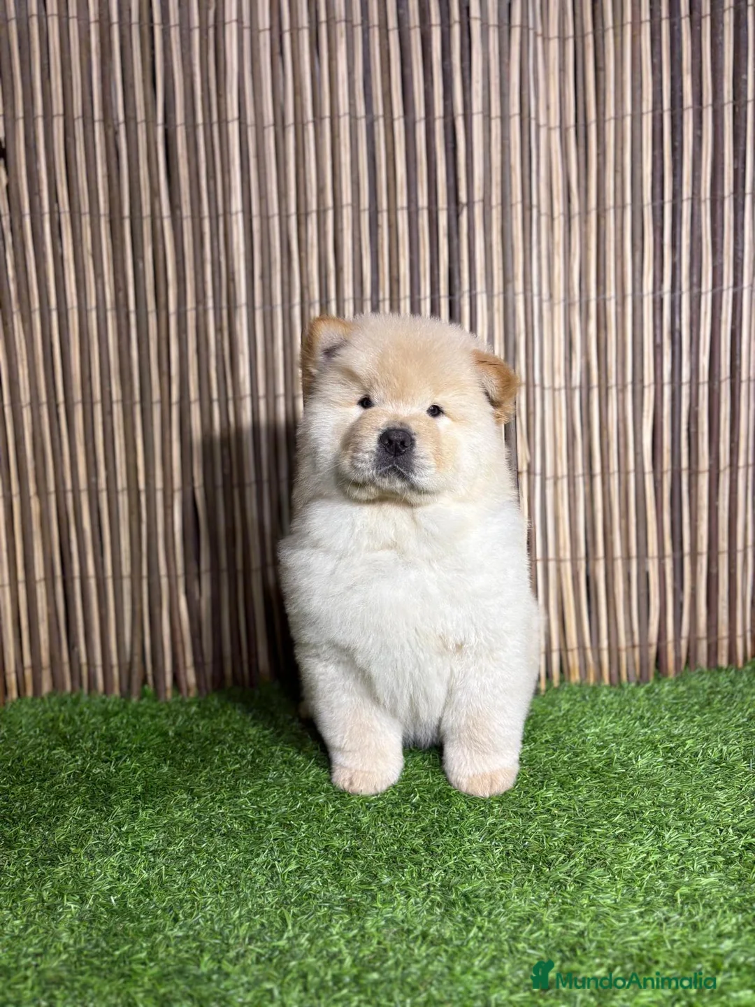 Chow Chow perros en venta: CHOW CHOW - Anuncio 4
