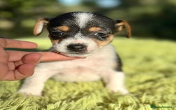 Jack Russell Terrier perros en venta: Jack Russell pata corta  - Imagen 1