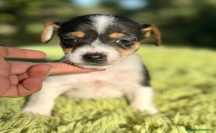 Jack Russell Terrier perros - Anuncio 10