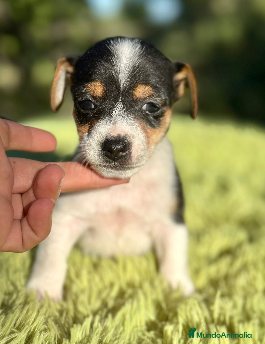 Jack Russell Terrier perros en venta: Jack Russell pata corta  - Imagen 1