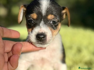 Jack Russell Terrier perros - Anuncio 1