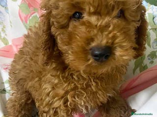 Caniche Mediano perros Caniche Macho de Camila y Can 7344 en Barcelona - Anuncio 7