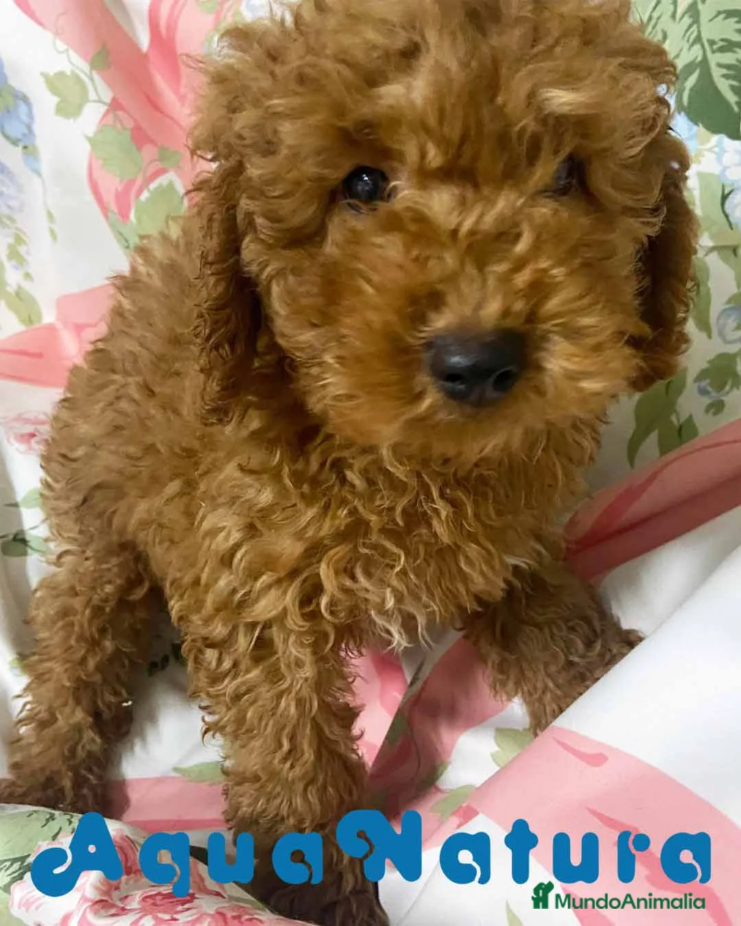 Caniche Mediano perros en venta: Caniche Macho de Camila y Can 7344 en Barcelona - Anuncio 1
