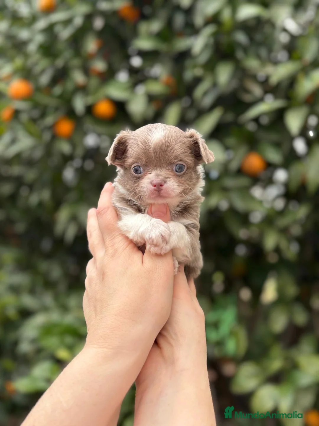 Chihuahua perros en venta: Macho pelo largo línea rusa  - Anuncio 4