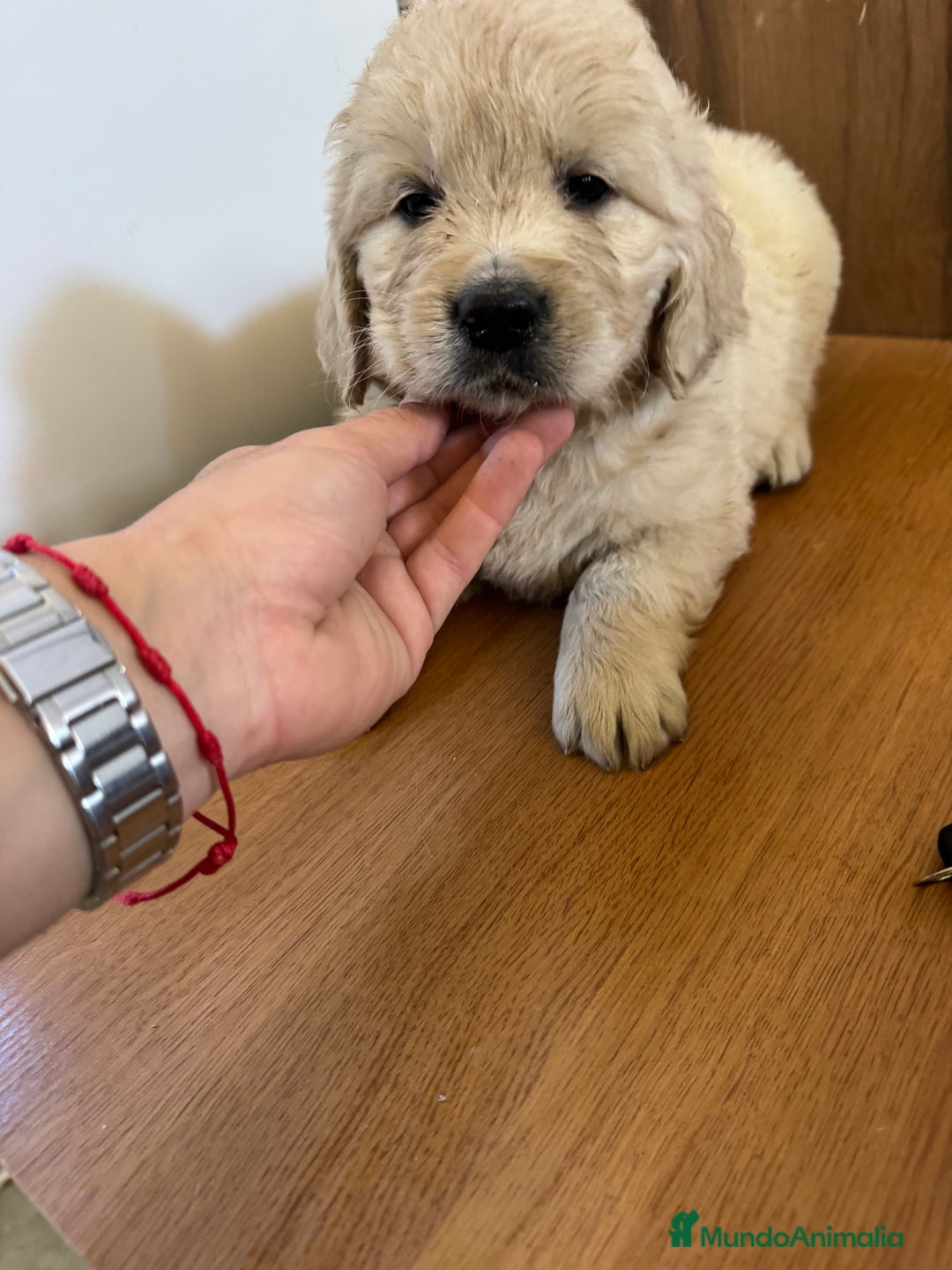 Golden Retriever perros en venta: golden retriever  - Anuncio 3