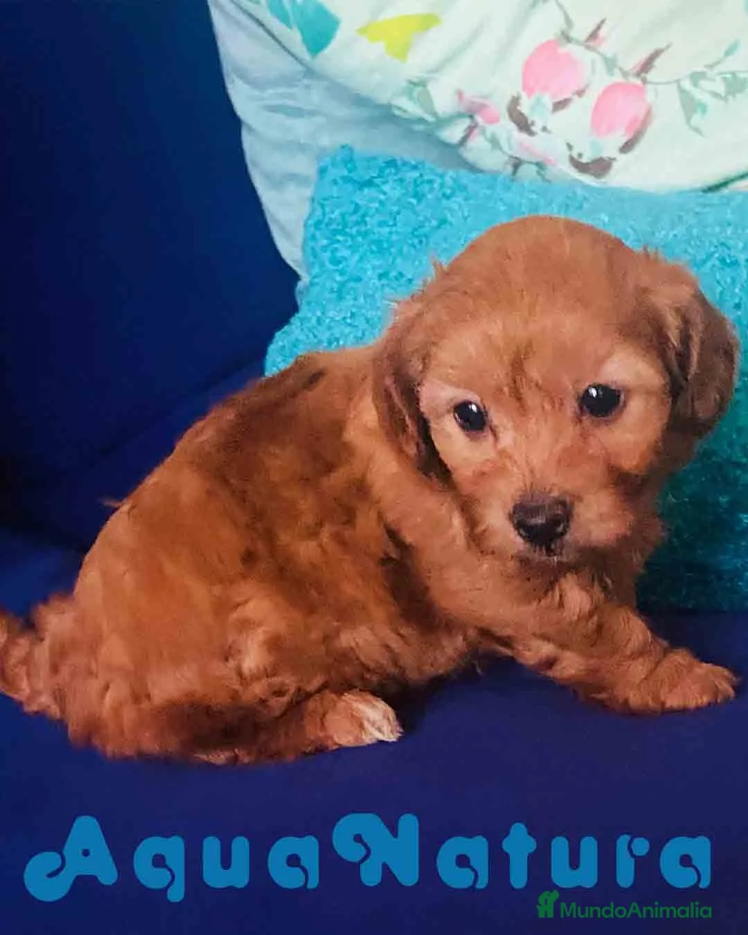 Caniche Toy perros en venta: Havapoo Hembra de Hada 6275 - AQUANATURA en Barcelona - Anuncio 2
