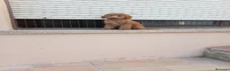 Caniche Enano perros en venta: Caniche enano - Anuncio 6