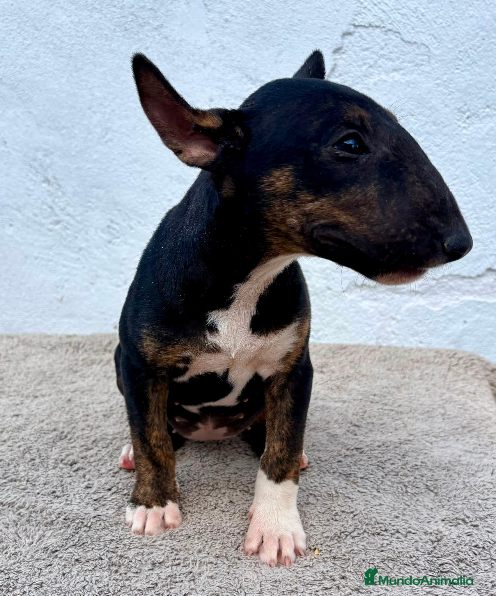 Bull Terrier Miniatura perros Bull terrier miniatura  - Anuncio 2