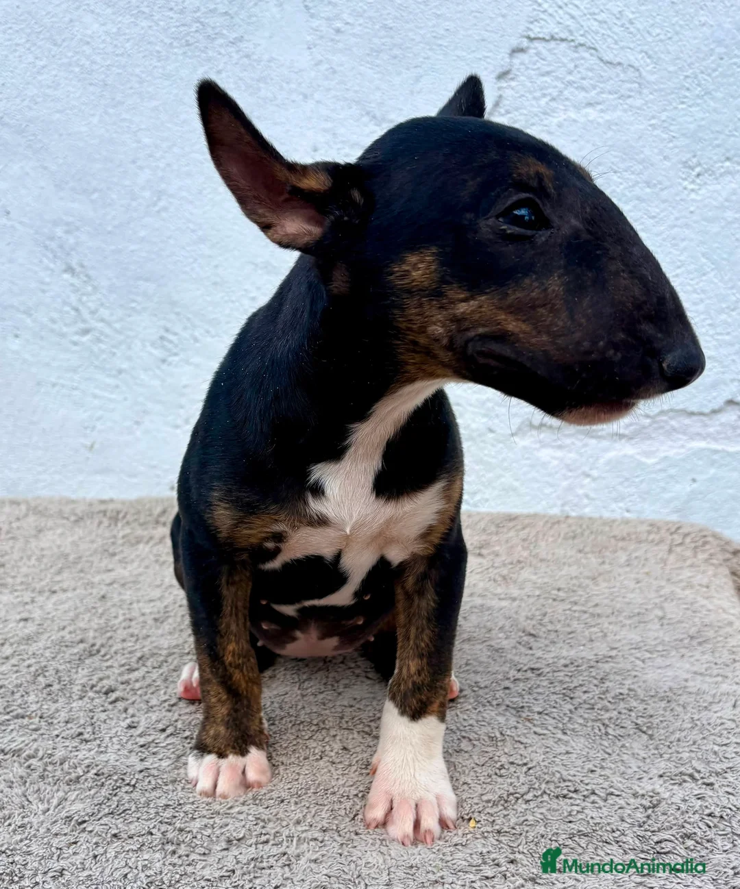 Bull Terrier Miniatura perros en venta: Bull terrier miniatura  - Anuncio 1